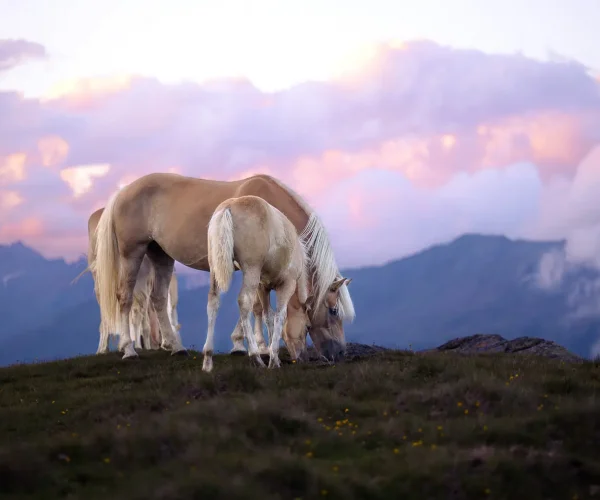 Haflinger Sonnenuntergang