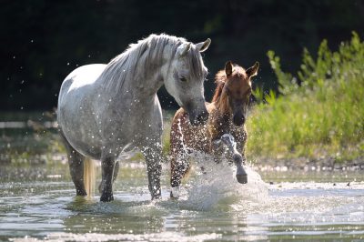 Araber Stute mit Fohlen im Wasser